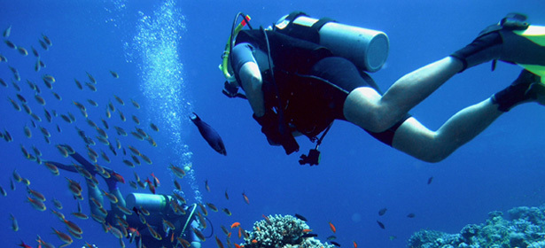 Курсы Open Water Diver Referral от дайвинг-клуба «Sea Dragon» <b><font color="#99cc00">от 2490р.</font></b> Безопасный дайвинг под руководством специалистов мирового уровня теперь доступен для всех!. Санкт-Петербург - kupikupon.ru Курсы Open Water Diver Referral от дайвинг-клуба «Sea Dragon» <b><font color="#99cc00">от 2490р.</font></b> Безопасный дайвинг под руководством специалистов мирового уровня теперь доступен для всех!