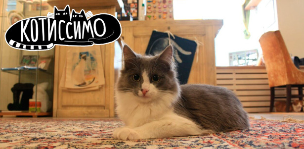 Посещение котокафе «Котиссимо» на Новой Басманной! **Скидка 30%**. Смоленск - kupikupon.ru Посещение котокафе «Котиссимо» на Новой Басманной! **Скидка 30%**