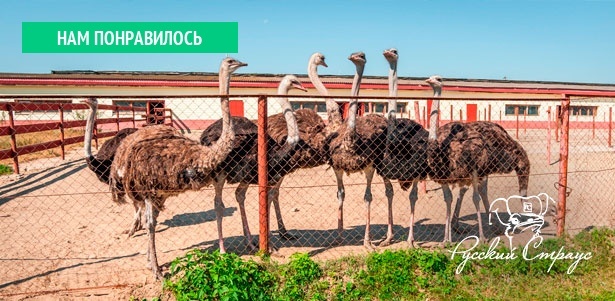 Увлекательные экскурсии на страусиную ферму «Русский страус» для взрослых и детей! **Скидка до 56%**
. Москва - kupikupon.ru Увлекательные экскурсии на страусиную ферму «Русский страус» для взрослых и детей! **Скидка до 56%**
