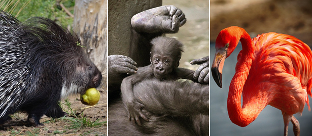 промокод московский зоопарк на скидку. Смотреть фото промокод московский зоопарк на скидку. Смотреть картинку промокод московский зоопарк на скидку. Картинка про промокод московский зоопарк на скидку. Фото промокод московский зоопарк на скидку промокод московский зоопарк на скидку. Смотреть фото промокод московский зоопарк на скидку. Смотреть картинку промокод московский зоопарк на скидку. Картинка про промокод московский зоопарк на скидку. Фото промокод московский зоопарк на скидку
