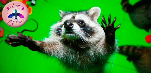 Посещение «Вот Енот» для одного, двоих, троих или четверых. 30 или 60 минут общения с енотами, кормление и фото на память! **Скидка до 52%**