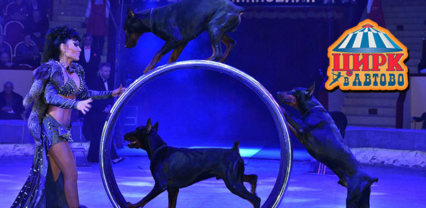 Легендарное шоу «Медведи на буйволах» в цирке «Автово»: единственный в мире аттракцион «Самхо», артисты-акробаты, номера с обезьянами и доберманами и многое другое. **Скидка 50%**