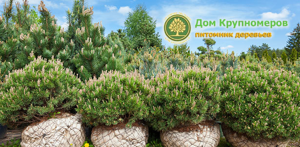 Живые хвойные, лиственные, плодовые деревья, кустарники, розы, а также газоны и ландшафтные работы от питомника «Дом Крупномеров». **Скидка 50%**