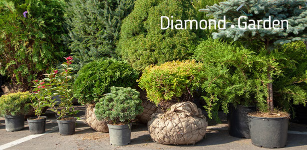 **Скидка 50%** на хвойные, плодовые, лиственные и декоративные растения от торгового дома Diamond Garden